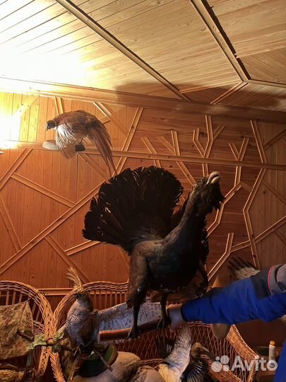 Чучела животных