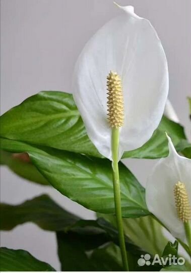 Спатифиллум