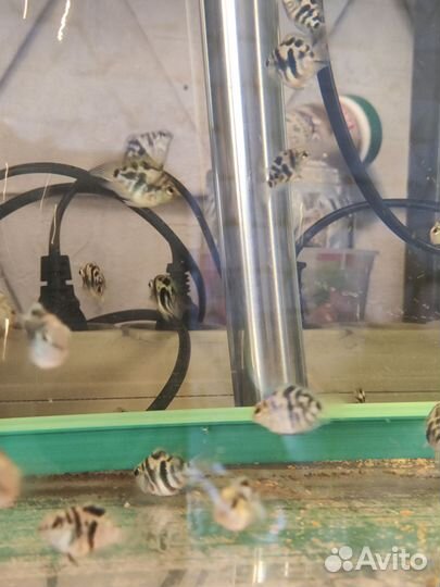 Малек Попугай сапфировый