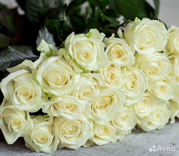 Длинные высокие розы 110 150 160 180 200 см