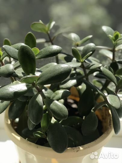 Толстянка (денежное дерево)