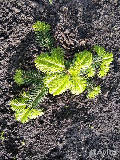 Пихта Нордмана