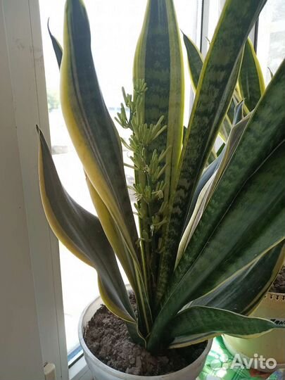 Сансевиерия