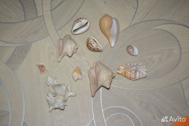 Ракушки морские для аквариума