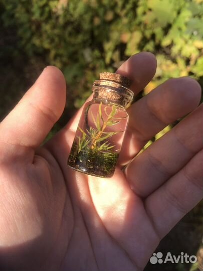 Баночка с можжевелловой веточкой