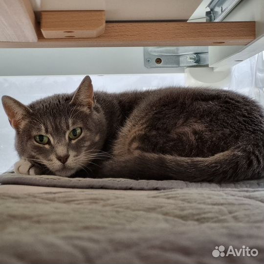 Кошечка в добрые руки