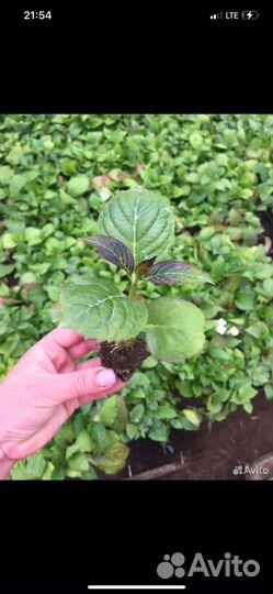 Гортензия мисс саори