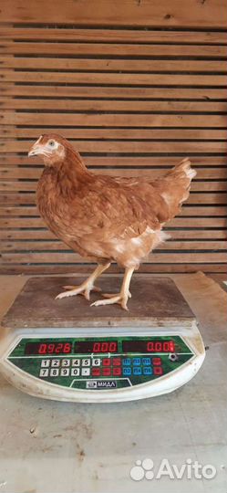 Куры несушки молодки