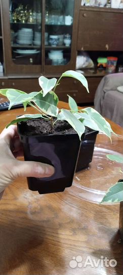 Фикус Бенджамина