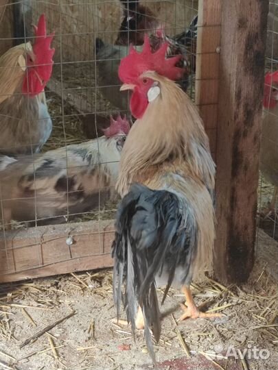 Молодые петухи