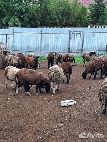 Овцы бараны ягнята
