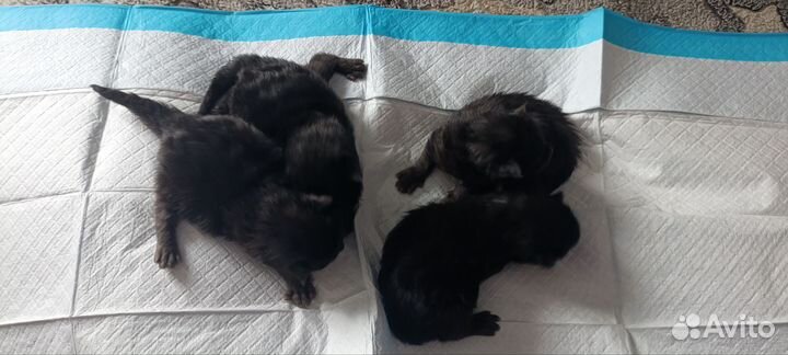 Котята Мейн-кун