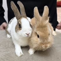 Декоративные кролики
