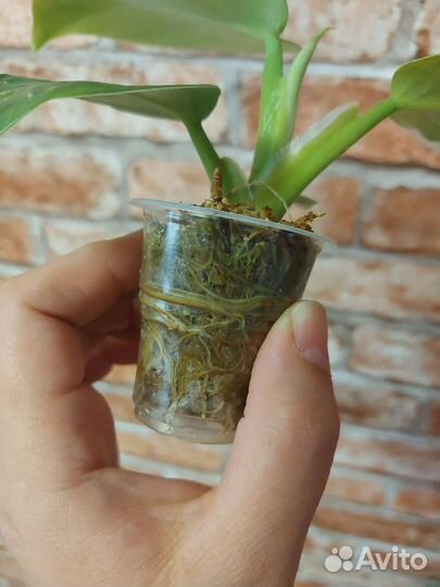 Филодендрон белый волшебник