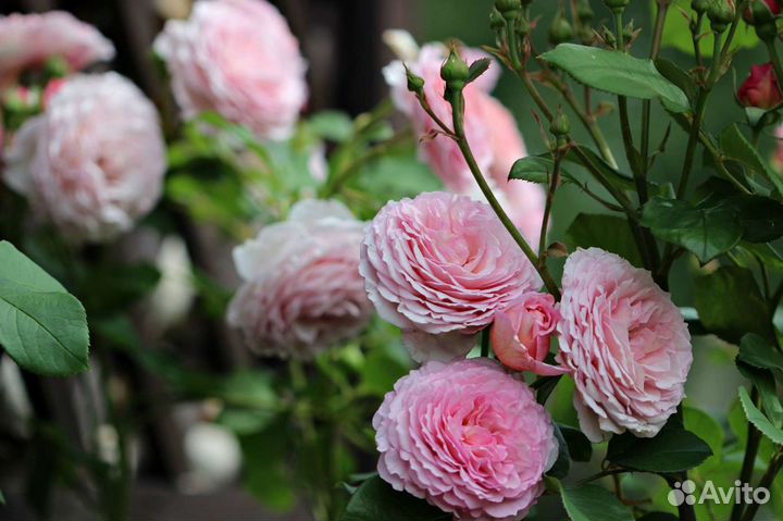 Продажа роз