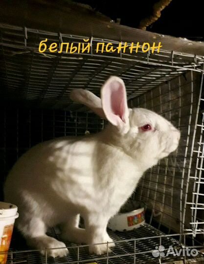 Кролик белый паннон