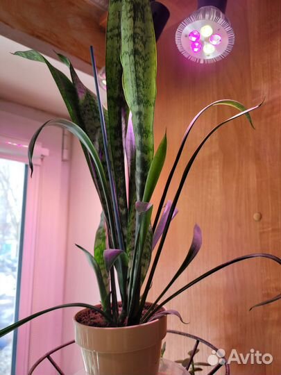 Цветы домашние в горшках