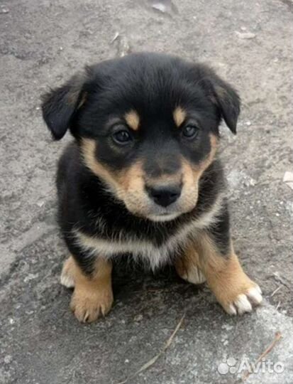 Щенята и собачки в добрые руки