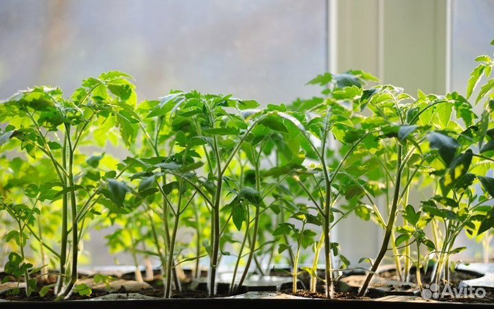 Рассада:Помидоры тепличные, огурцы, баклажаны, лук