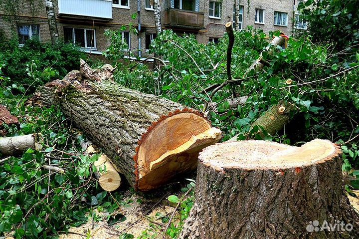 Спиливание деревьев