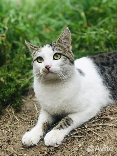 Кот в добрые руки