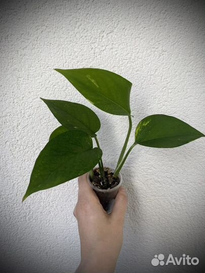 Сциндапсус эпипремнум