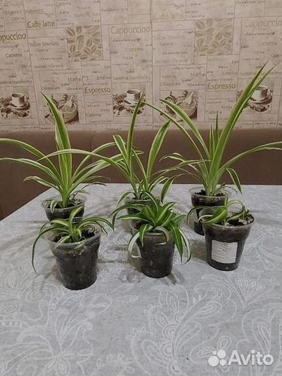 Хлорофитум