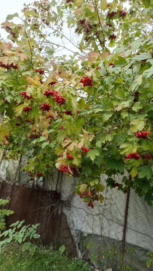 Участок 4,5 сот. (СНТ, ДНП)