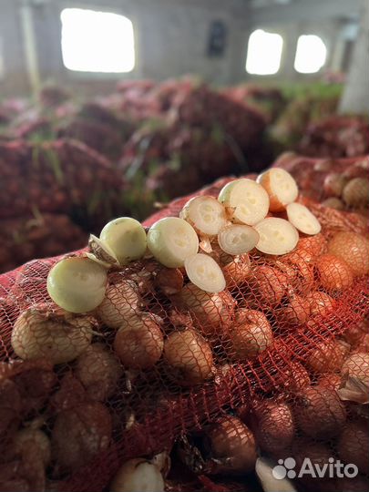 Лук на посадку в теплицу