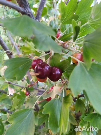 Смородина золотистая