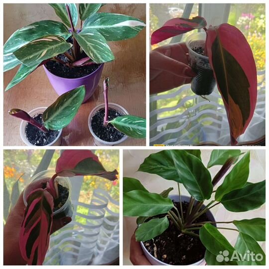 Строманты и Калатея