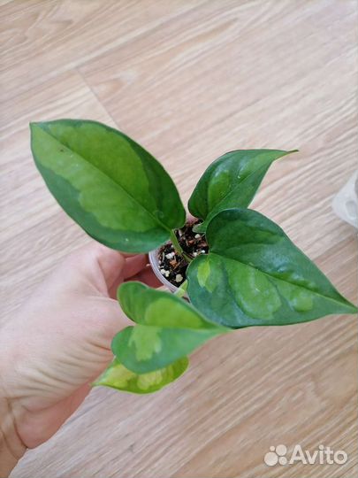 Сциндапсус(эпипремнум). Монстера себу блю