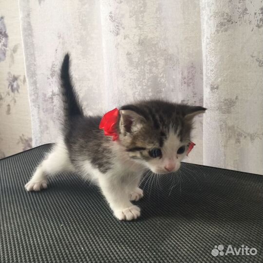 Девочки котята