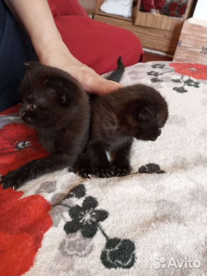 Британские вислоухие котята