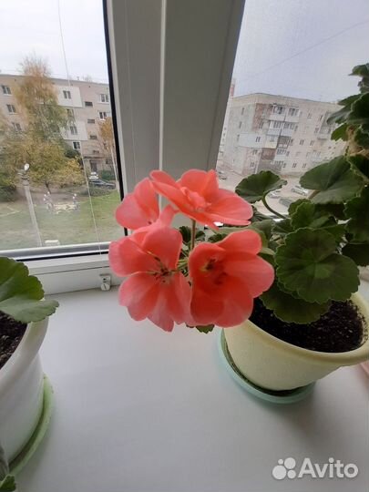 Пеларгония альбинос и лососевая