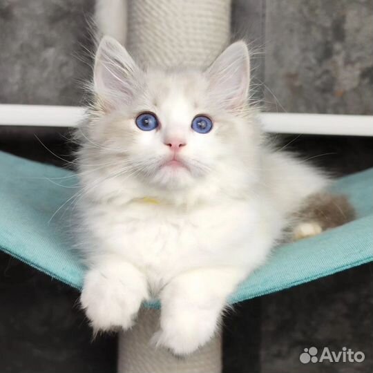 Gosha, рэгдолл с родословной