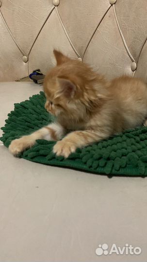 Котенок мальчик бесплатно