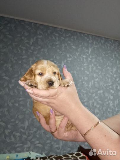 Кокер спаниель