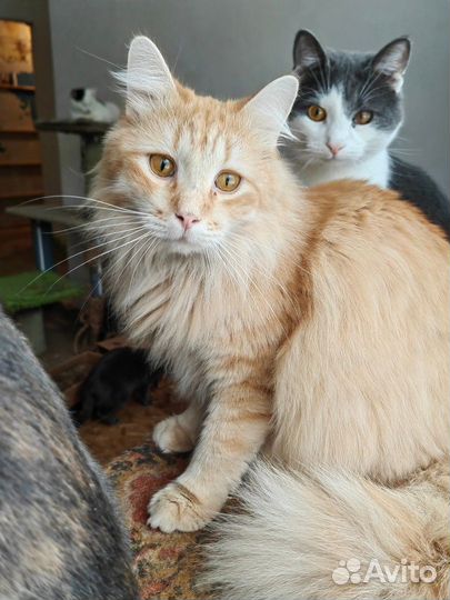 Рыжий котик