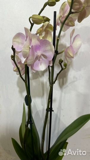 Орхидея фаленопсис