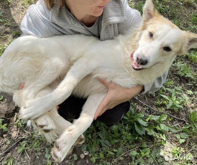 Красивый щенок в добрые руки