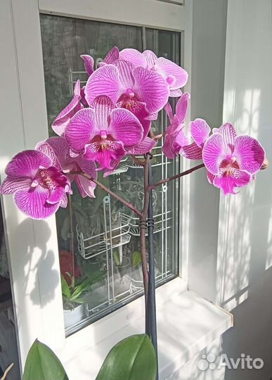 Орхидея фаленопсис Royal Smile Биг Лип. Отцвёл