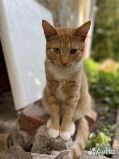 Котики подростки ищут дом