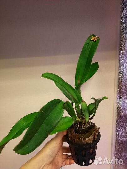 Орхидея каттлея Platinum sun 'Patchara Fancy '