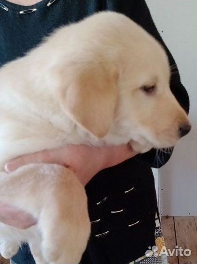 Щенок порода спаниель