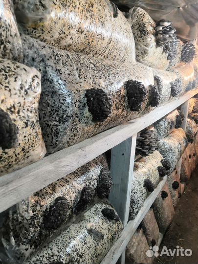 Грибные блоки вешенка