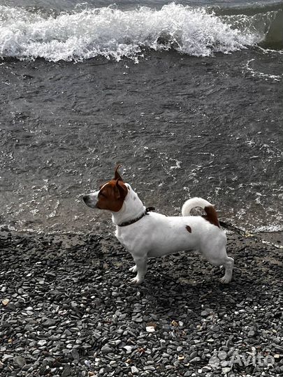 Вязка собак джек рассел