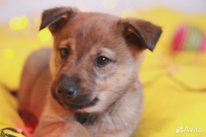 Лео ищет дом