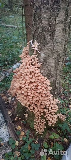 Грибы опята маринованные