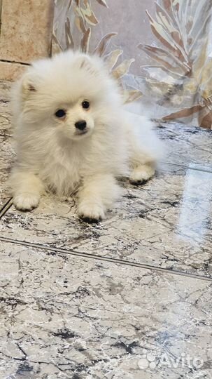 Шпиц мальчик